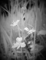 Flowers in Black and White