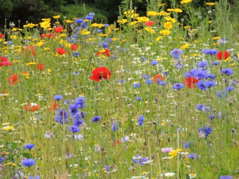English flower meadow