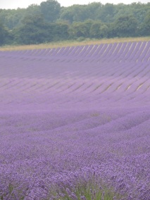 Kentish lavender fields