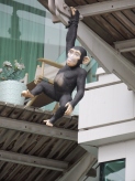 the-monkey