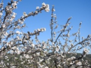 Almond Blossom and Algarvian skies make me very happy
