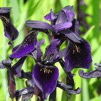 Iris at Kew