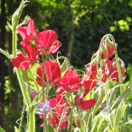 More sweetpeas to remember Dad by