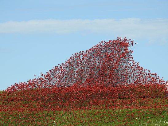 Over 5000 poppies