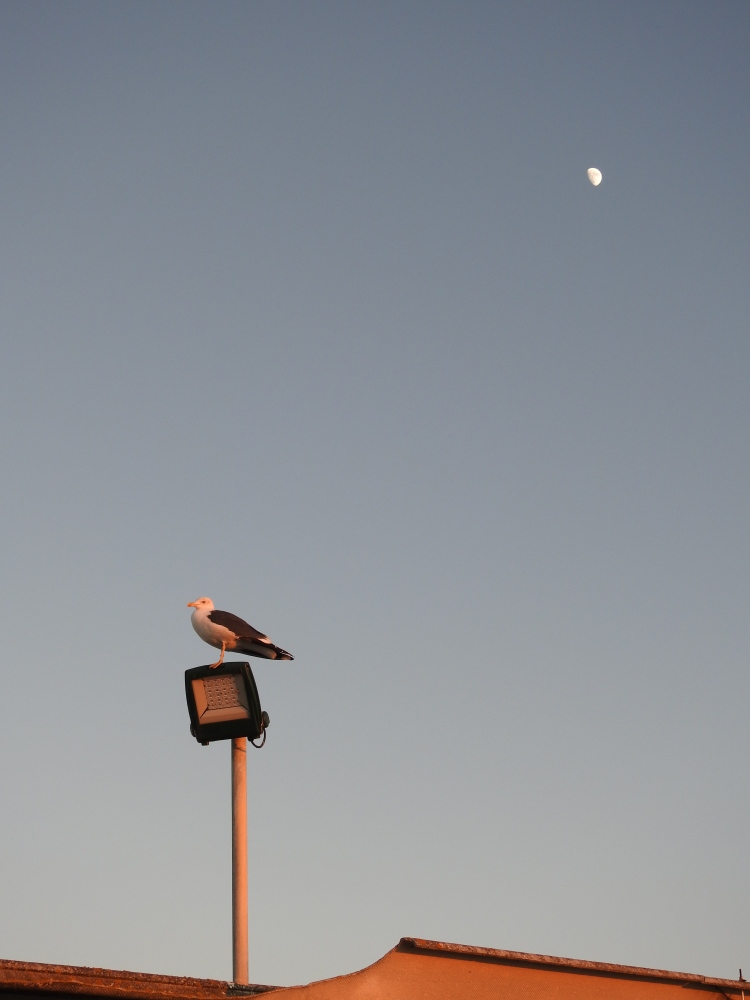 Gull and Moon at sunset