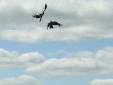 Kites above