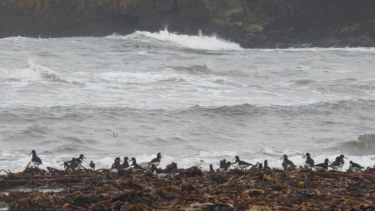Oyster catchers on the beach